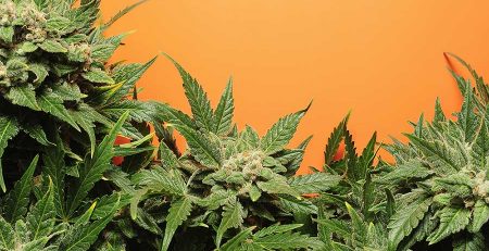 Monster Cropping Marijuana 1