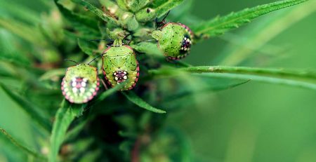 Pests Bugs and Viruses in Marijuana and Solution