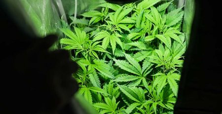 Sea of Green SoG Marijuana Grow Method