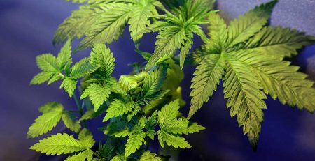 Simple Secret to Bigger Marijuana Yields