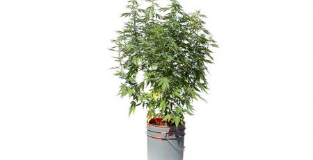 Start Growing Marijuana Using Space Buckets for Low Cost