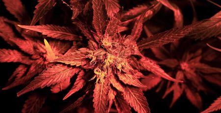 Top 10 Cannabis Strains for Bipolar Disorder