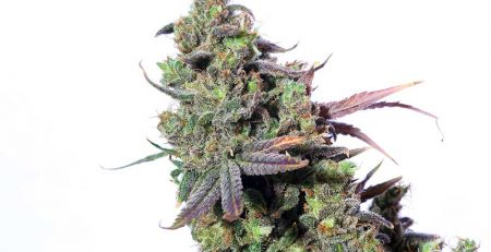 Top 10 Cannabis Strains for Sex