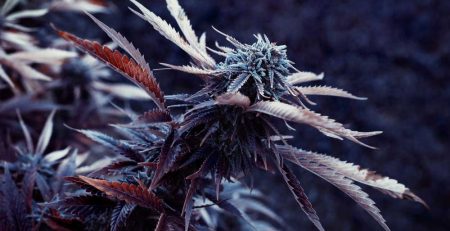 Top 10 Celebrities that Use Cannabis