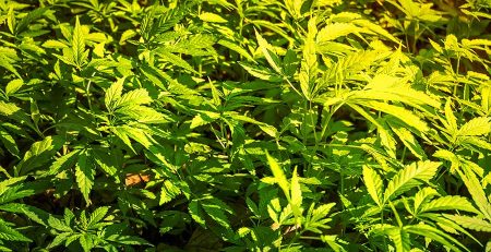 Top 10 Gifts You Can Give a Marijuana Grower