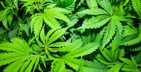 Top 10 Marijuana Strains for Anxiety