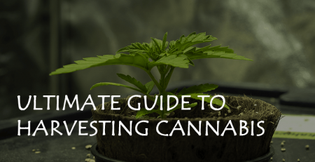 ultimate guide to harvesting cannabis