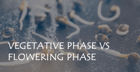 vegetative phase vs flowering phase