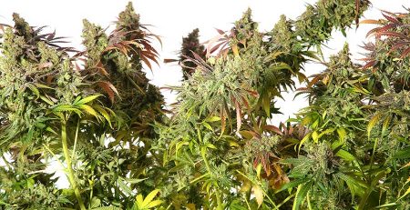 10 Best Autoflowering Cannabis Strains 1