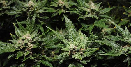 10 Cannabis Strains Perfect for Insomnia