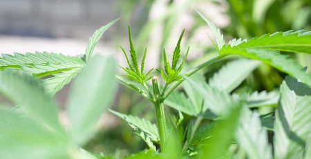 A Complete Guide to Topping Marijuana