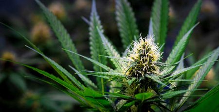 A Guide to Sexing Marijuana Plants