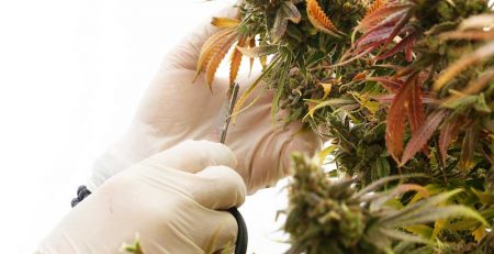 Cannabis Defoliation Guide How to Increase Yields by Removing Leaves