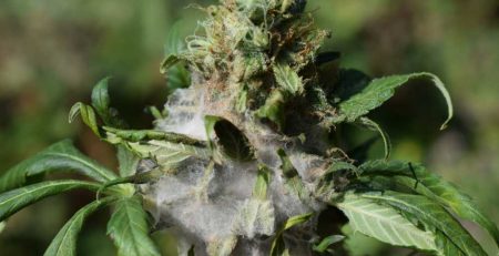 Common Marijuana Plant Problems that You Should Know