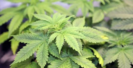 DIY Stealth Grow Box for Marijuana Guide