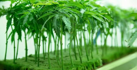 How Long Does It Take to Grow Weed 1