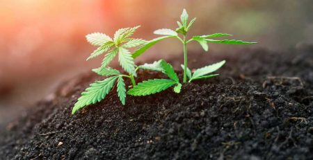 How to Care for Marijuana Seedlings 1