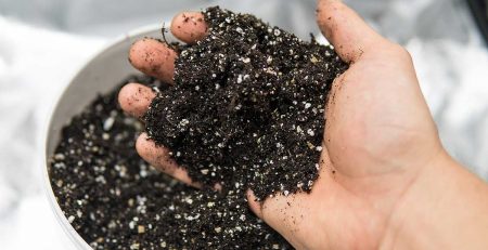 How to Grow Cannabis with Organic Super Soil 2