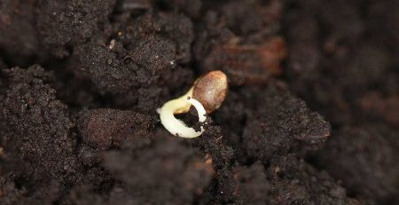 How to Grow Marijuana from Seed 2