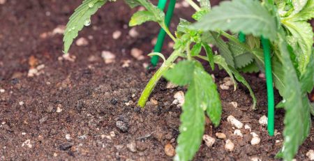 How to Grow Marijuana with Low Stress Training