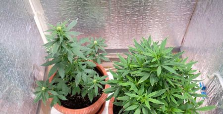 How to Make your Own Feminized Marijuana Seeds