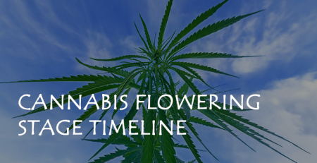cannabis flowering stage timeline