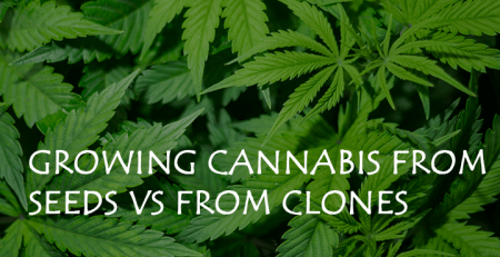 growing cannabis from seeds vs from clones
