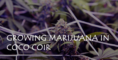 growing marijuana in coco coir