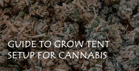 guide to grow tent setup for cannabis