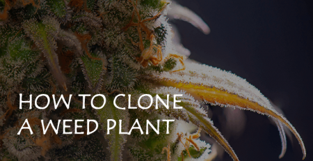 how to clone a weed plant