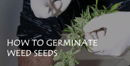 how to germinate weed seeds