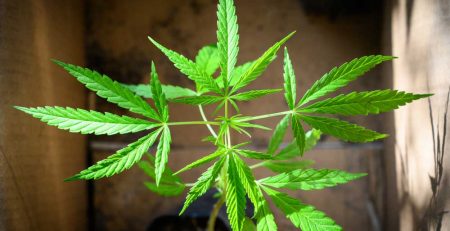 Building Marijuana Grow Box in 5 Easy Steps