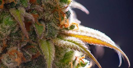Top 10 All Time Favorite Kush Cannabis Seeds