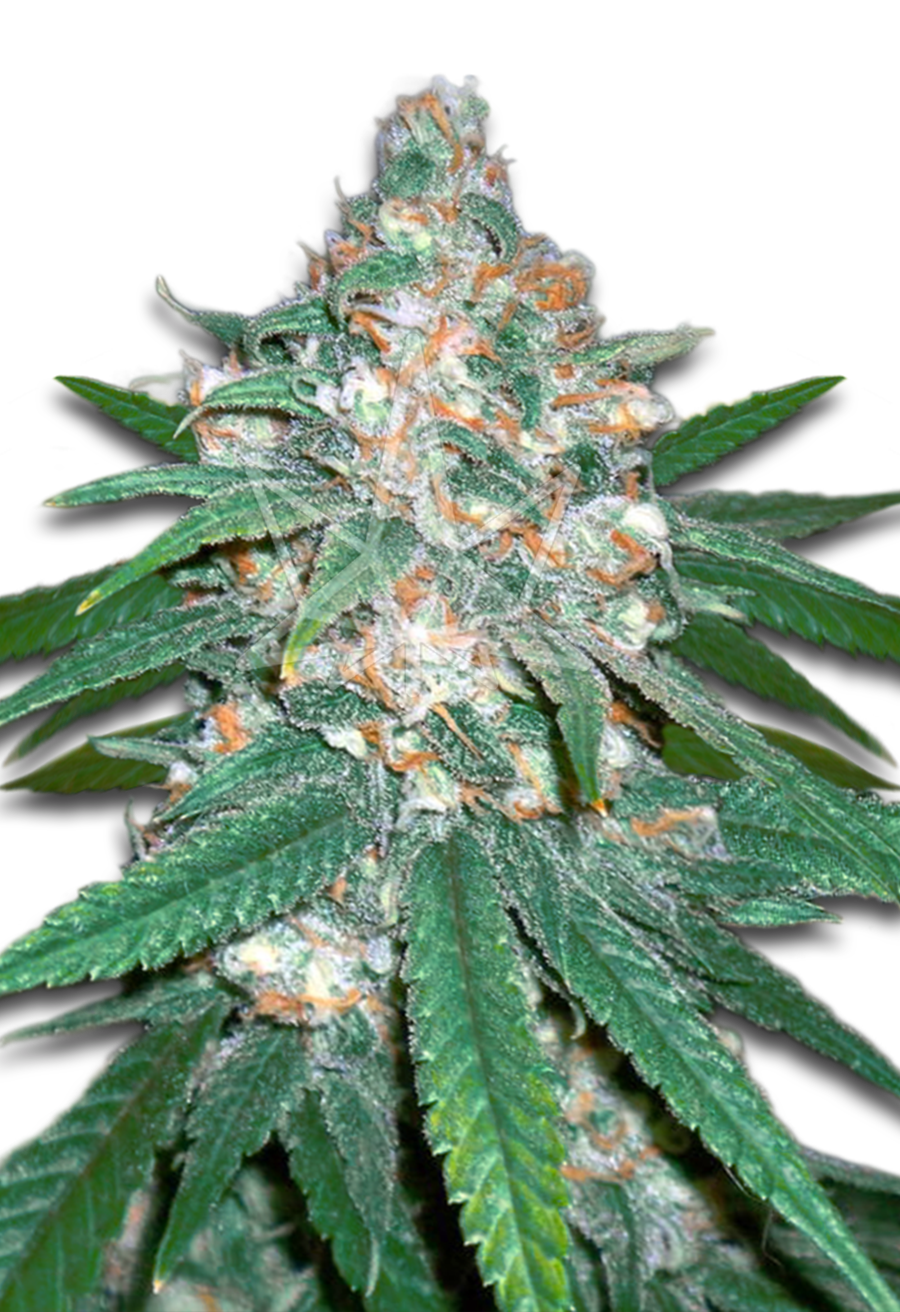 afghani regular seeds
