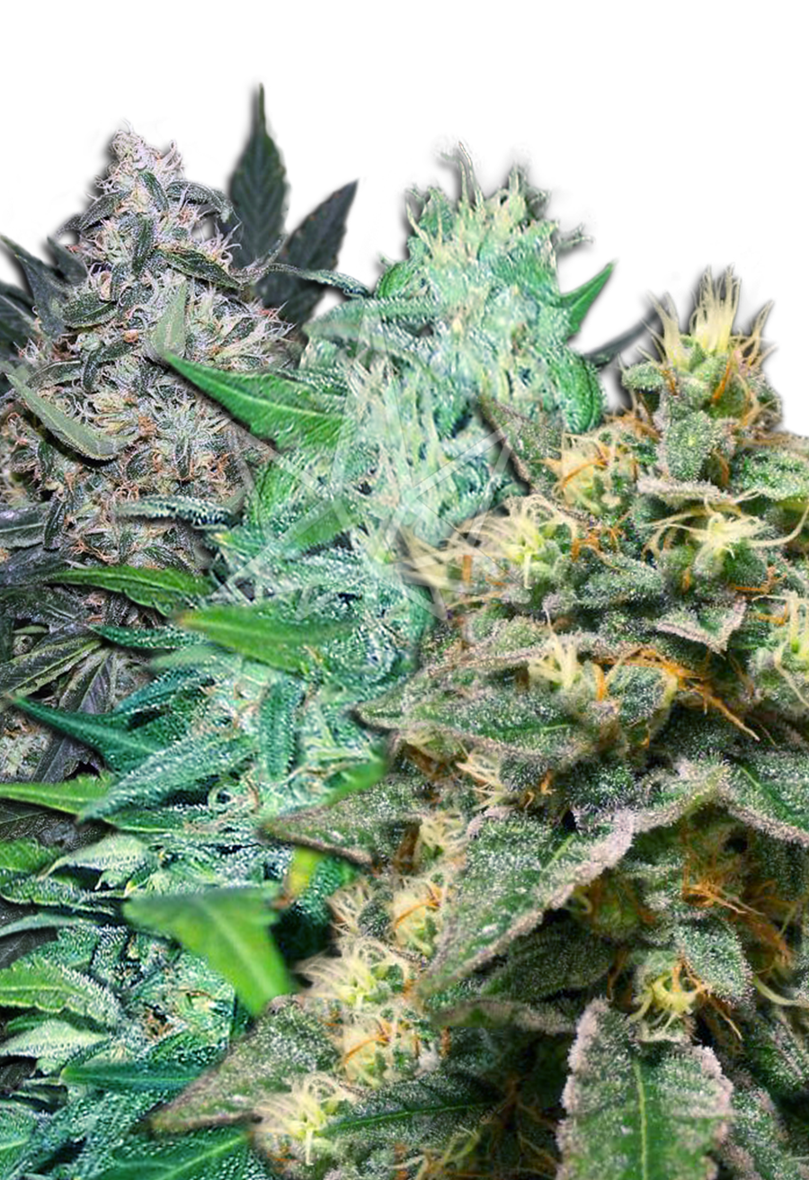 auto fem mix seeds