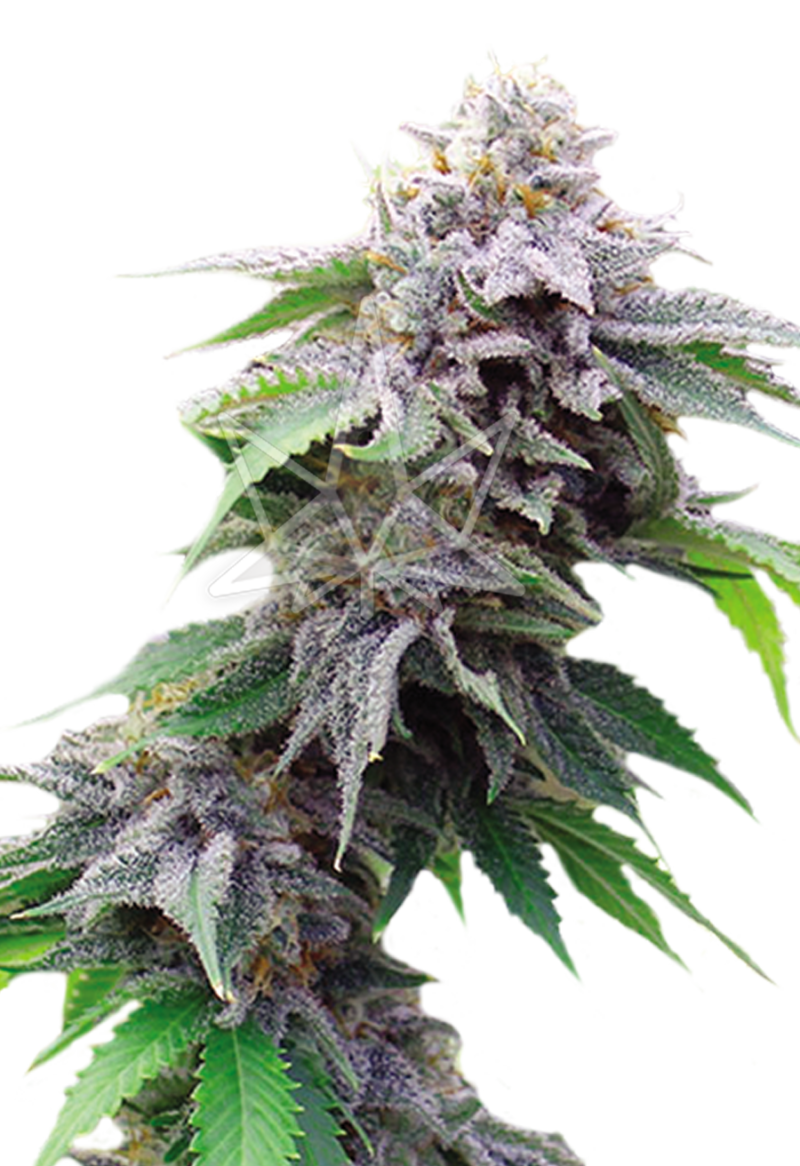 blue cookies feminized seeds