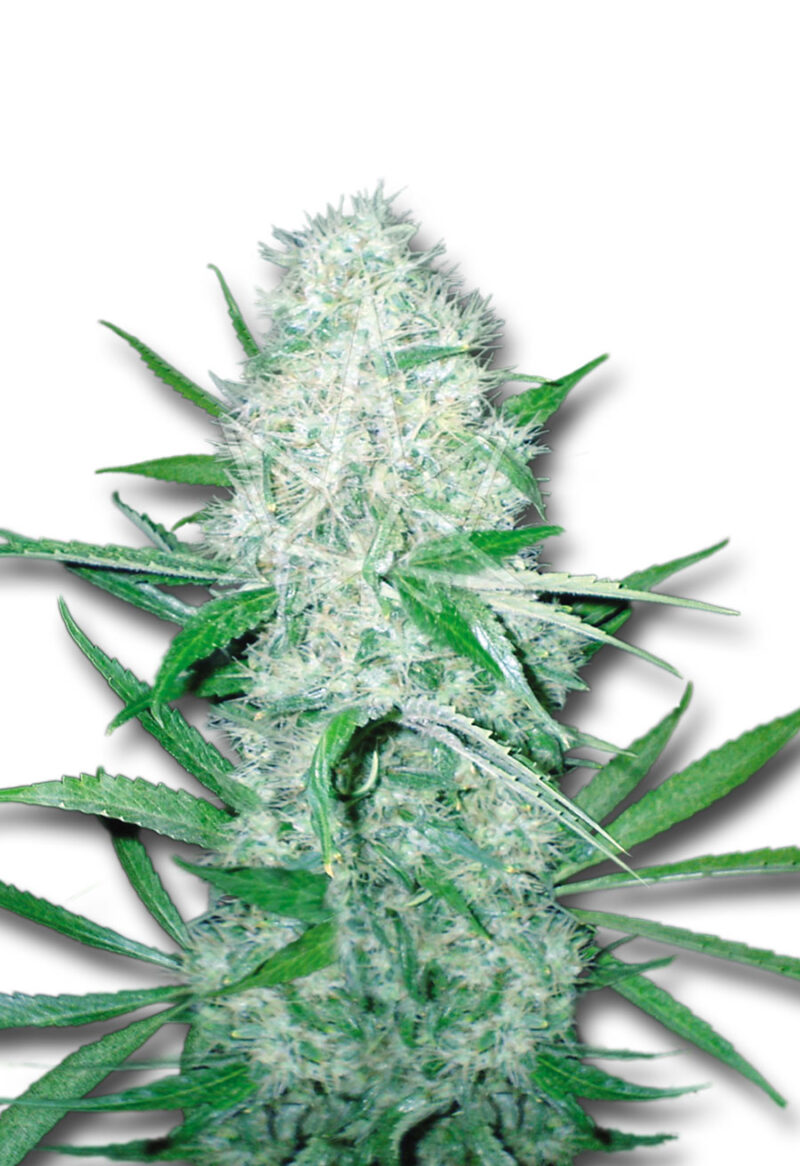 cali og kush feminized seeds opt