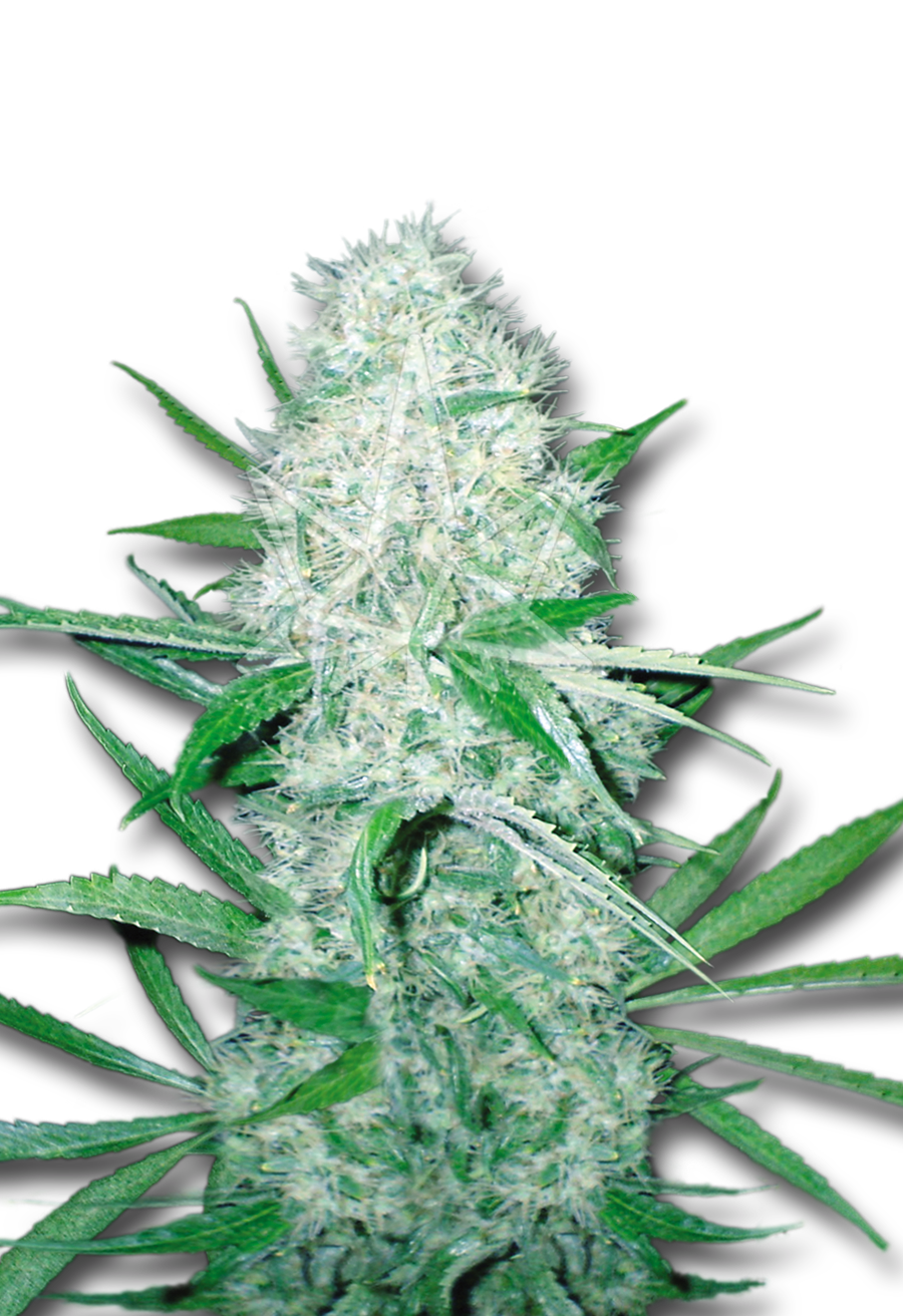 cali og kush feminized seeds
