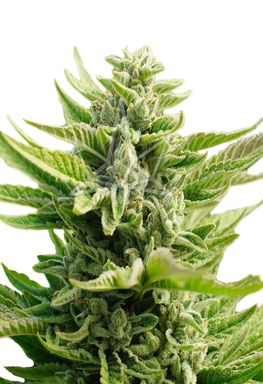 cb diesel feminized seeds opt