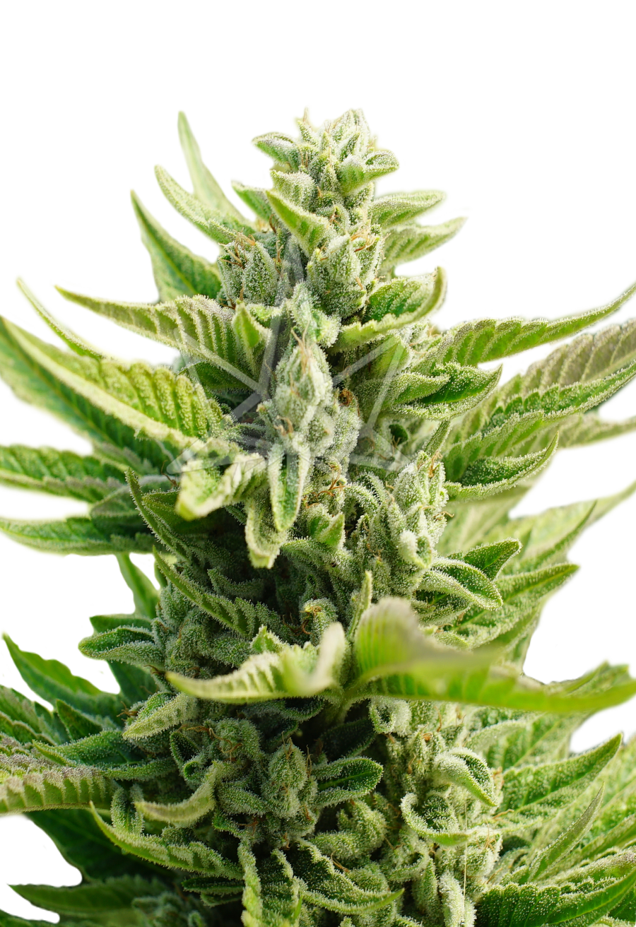 cb diesel feminized seeds