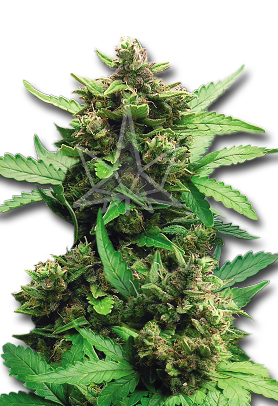 cbd auto cheese autoflower seeds