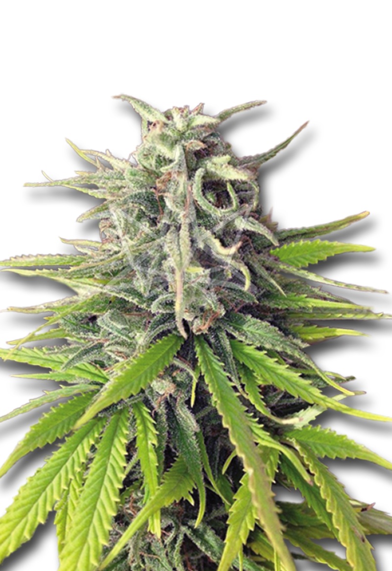durban poison feminized seeds