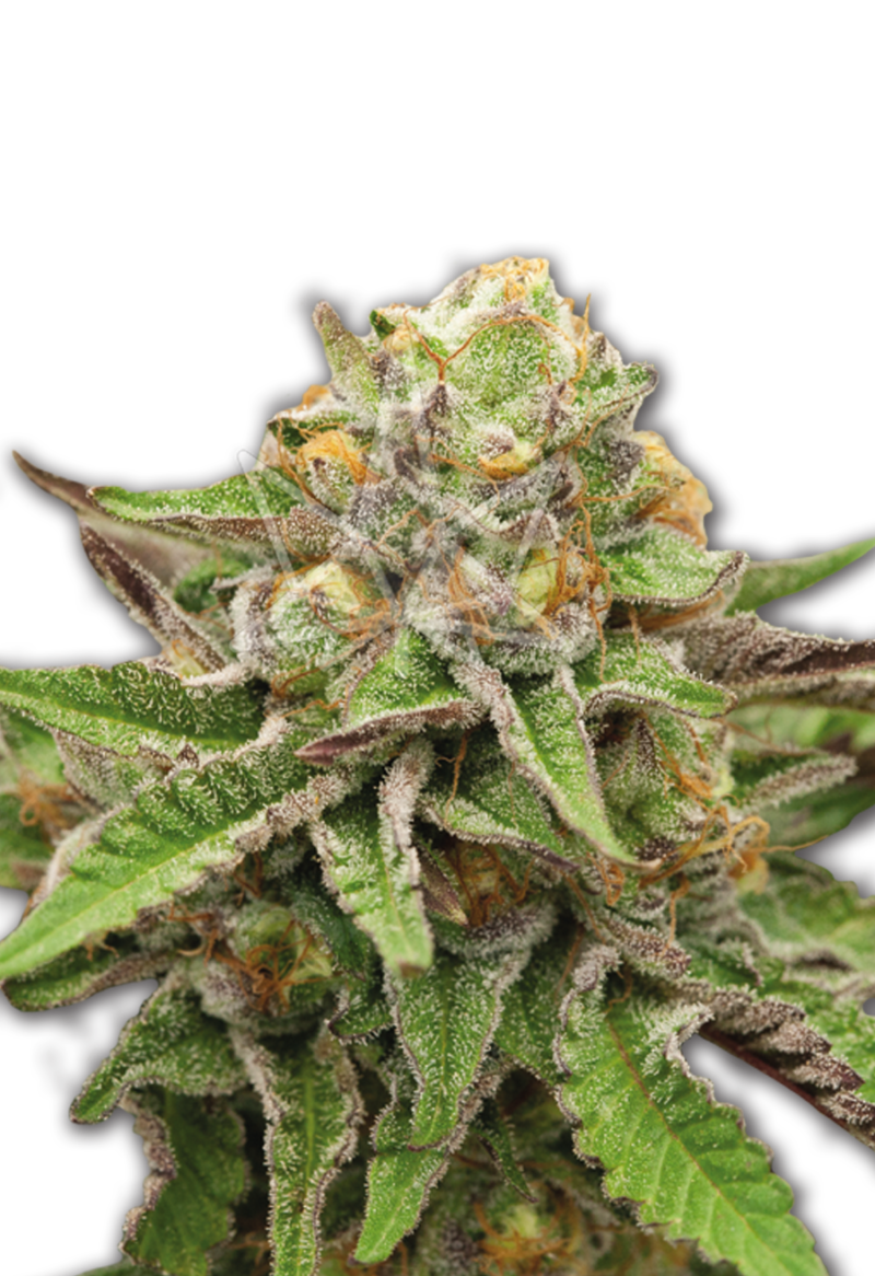 gelato seeds