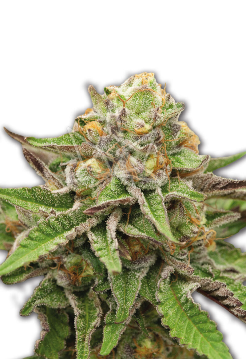 gelato seeds opt