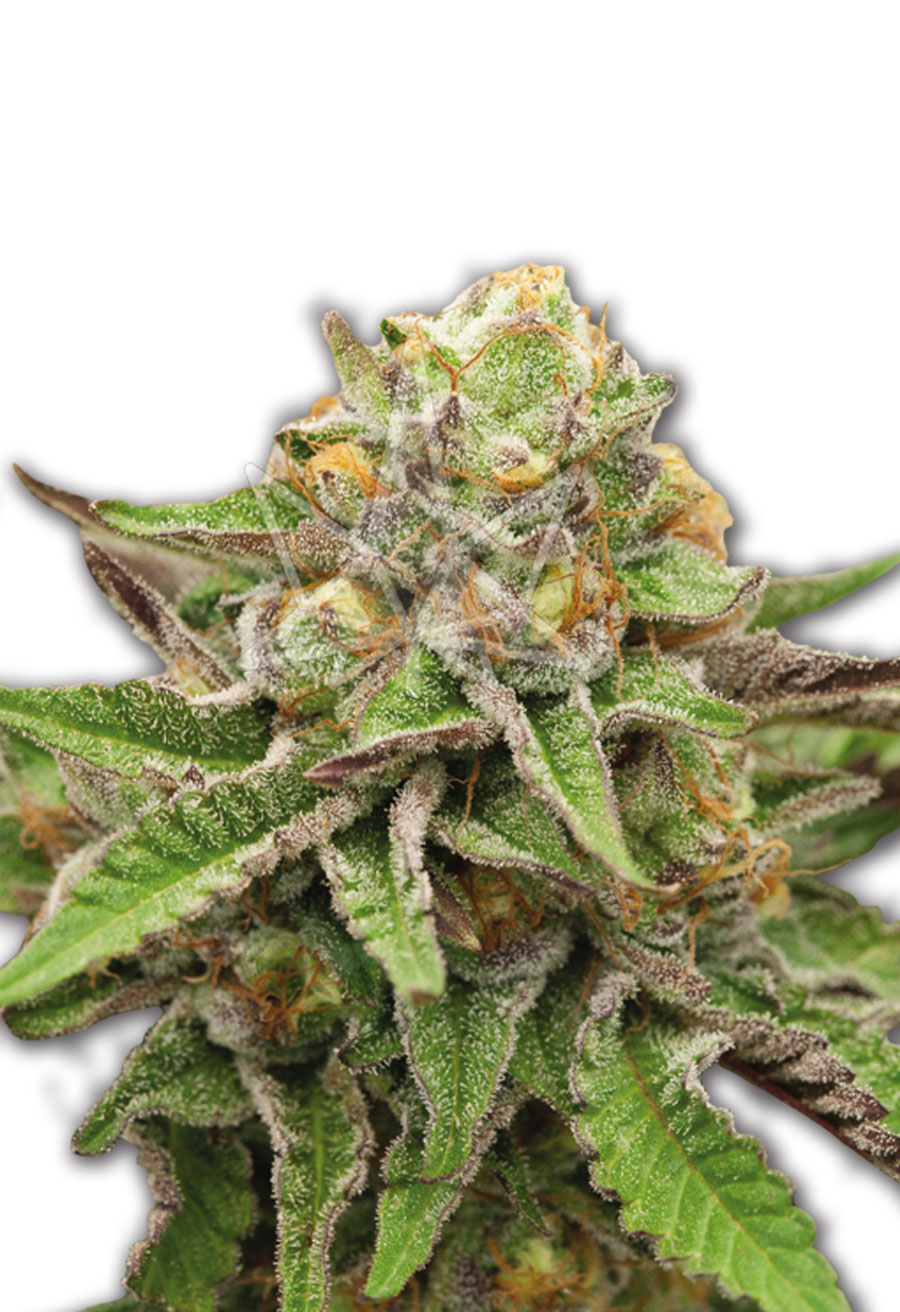 gelato seeds opt