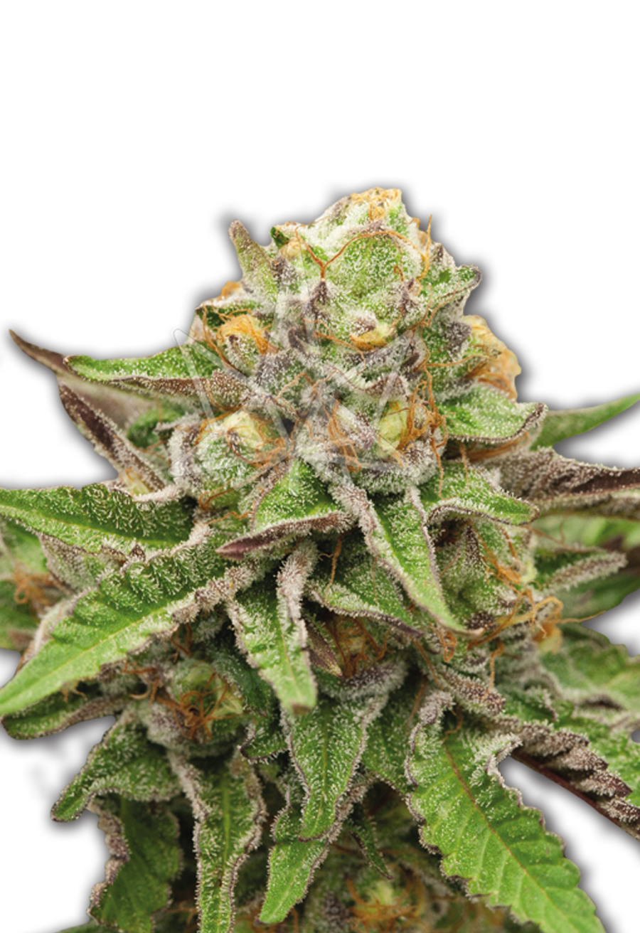 gelato seeds