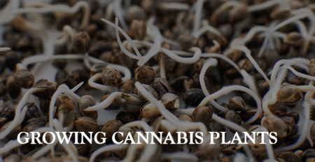 growing cannabis plants