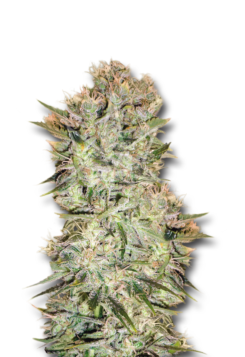 original skunk regular seeds