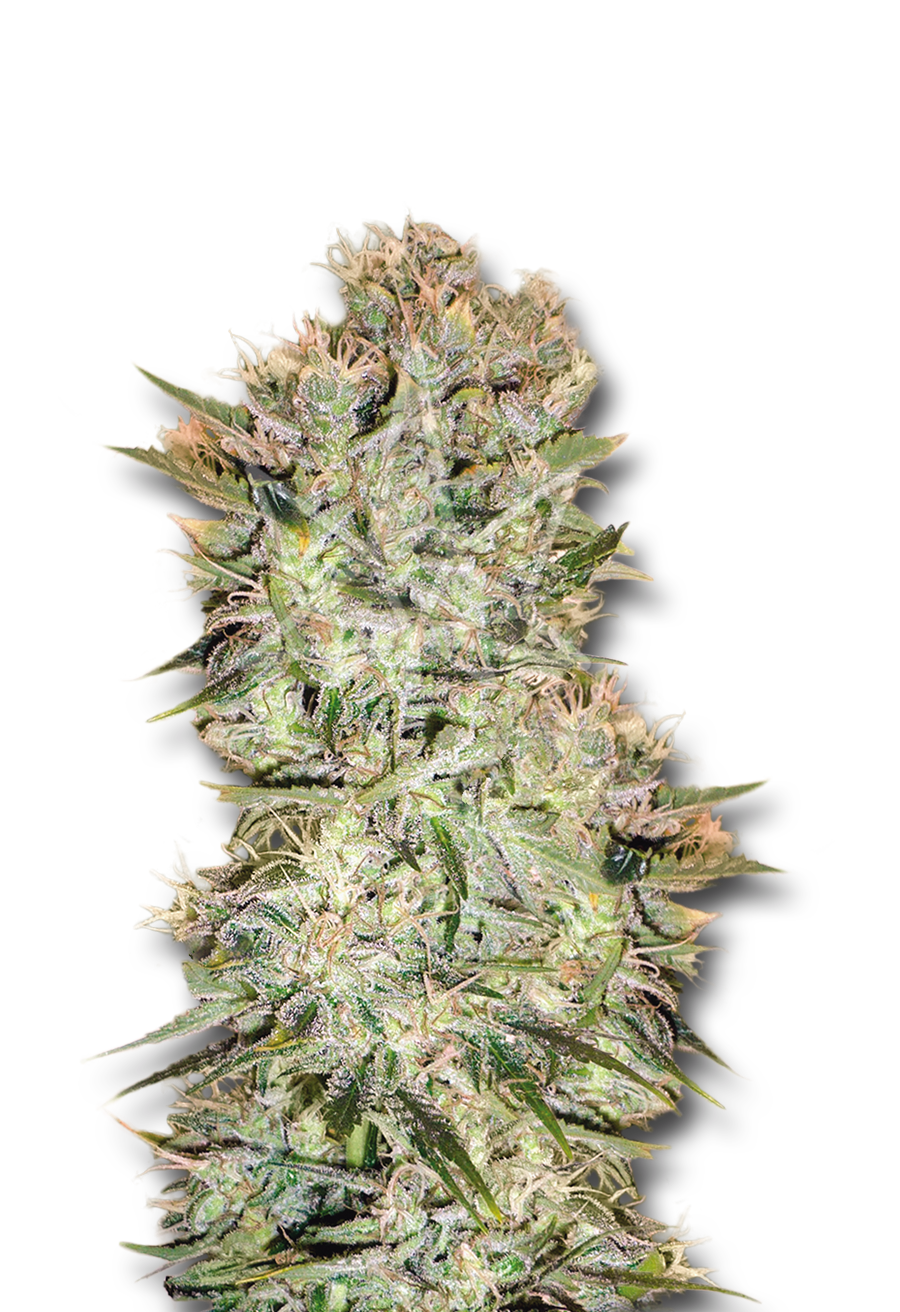 original skunk regular seeds