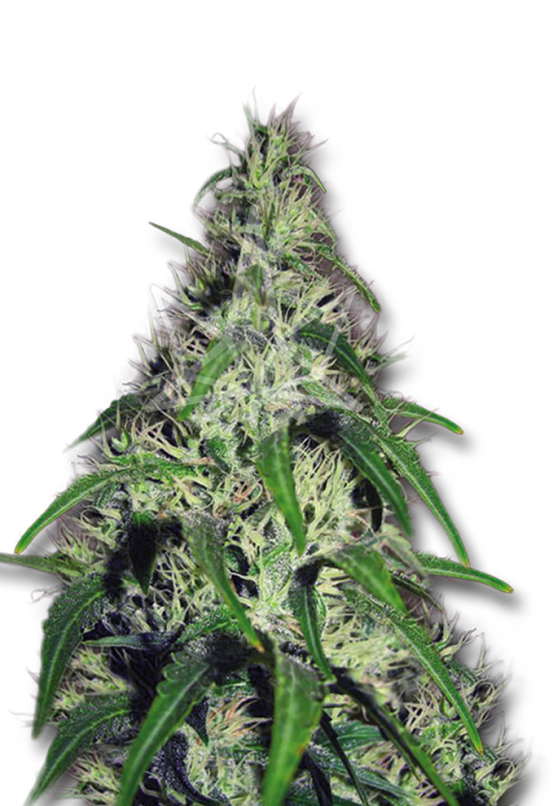 revolver autoflower seeds